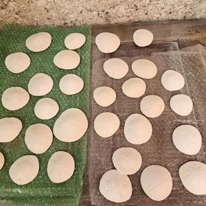 Sea shells ,SAND DOLLARS, 28 BEAUTIFUL LARGE DOLLARS